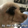 Caninos 25