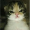 funny cats 20