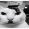 miau 6