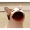 funny cats 21