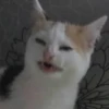 funny cats 23