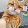 funny cats 24