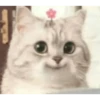 funny cats 25