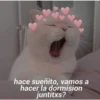 Gatitos 26