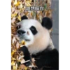 panda3 8