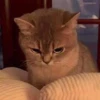 funny cats 26