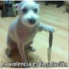 Caninos 27