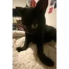 funny cats 27