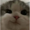 funny cats 28