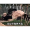 panda3 9