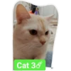 Cat 38