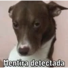 Caninos 28