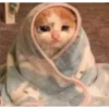 funny cats 29