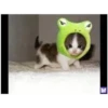 funny cats 30