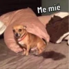 Caninos 29