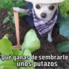 Caninos 30