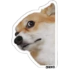 Cão desconfiado