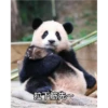panda2 5