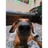 Perritos!!! 5