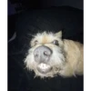 Perritos!!! 6