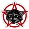Gato estrela