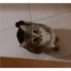 mocio 2