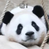panda2 7