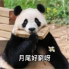 panda2 8