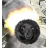 Perritos!!! 9