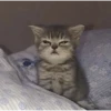 CATS :D 5
