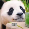 panda2 9