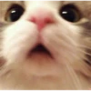 CATS :D 6