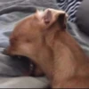 Perritos!!! 10