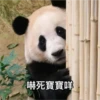 panda2 11