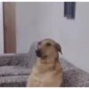 Perritos!!! 11
