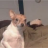Perritos!!! 12