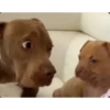 Perritos!!! 13