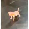 Perritos!!! 14