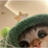 CATS :D 9