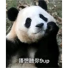 panda2 12