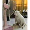 Perritos!!! 16