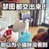 chaijun 6