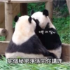 panda2 13