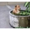 Perritos!!! 17