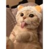 CATS :D 11