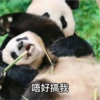 panda2 14