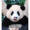 panda2 15