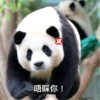 panda2 16