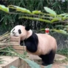 panda2 17