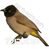 רוצה ללטף לי את הבולבול?